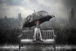 Dog Rain Umbrella Photo Manipulation
