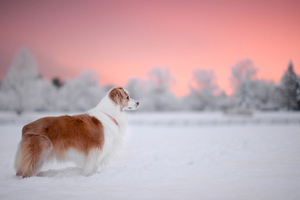 Dog Snow 4k