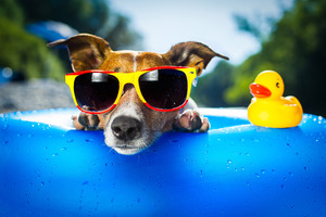 Dog Wearing Sunglasses Wallpaper