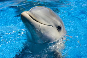Dolphin Cute