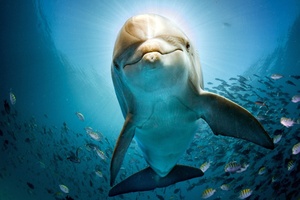 Dolphin Hd