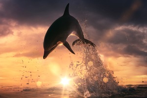 Dolphin Jump Out Of Ocean
