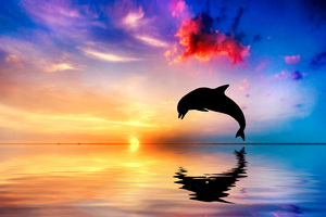 Dolphin Jumping Out Of Water Sunset View 4k Wallpaper
