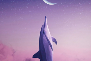 Dolphin Touching Moon 4k Wallpaper