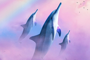 Dolphins Diving In The Sky