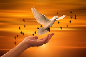 Dove Bird Flying Away (1280x800) Resolution Wallpaper