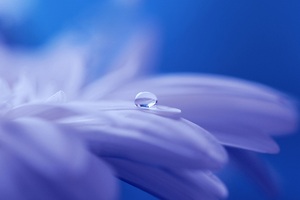Drop Of Water On Flower