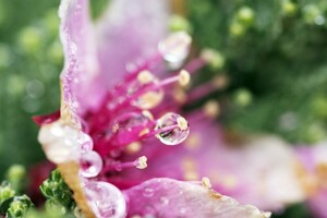Droplets Flower