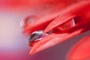 Drops From Red Leaf Wallpaper