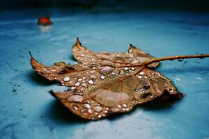 Drops on Leaf Wallpaper