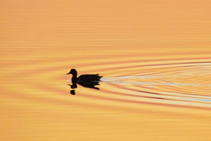 Duck Gliding On Water Wallpaper