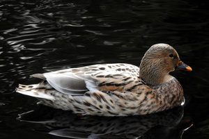 Duck In Pond (1366x768) Resolution Wallpaper