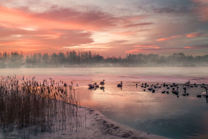 Ducks Gefrorener See Bei Winters On Nenauf Gang Deutschland (3840x2160) Resolution Wallpaper