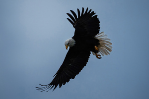 Eagle In The Sky (1400x1050) Resolution Wallpaper
