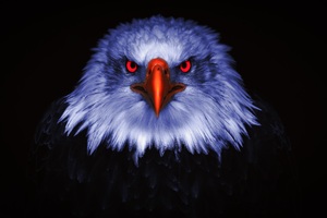 Eagle Raptor Eyes 8k Wallpaper