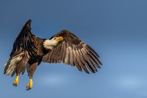 Eagle Wings Open Wallpaper