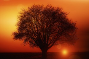 Earth Orange Road Silhouette Sun Sunset Tree
