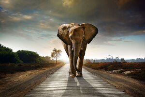 Elephant Walking On The Road Hdr 8k