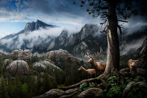 Elk Forest Landscape Conservation (2560x1440) Resolution Wallpaper