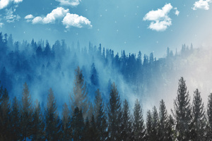 Enhanced Forest (3840x2160) Resolution Wallpaper