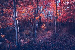 Fall Of Autumn Trees