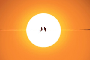Feathered Friends On Powerlines Wallpaper