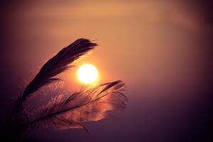 Feathers Sunbeams Of Sun 5k