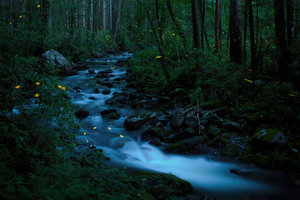 Fireflies In The Forest Of Great Smoky Mountains National Park Wallpaper