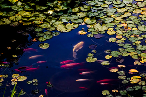 Fish In Pond (2560x1024) Resolution Wallpaper