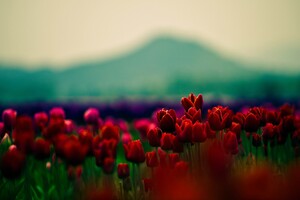 Flowers With Red Buds Wallpaper