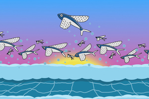 Flying Dolphins Wallpaper