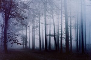 Fog Forest Morning 4k (1600x900) Resolution Wallpaper
