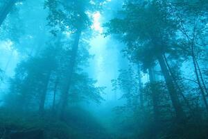 Fog In Forest (1280x1024) Resolution Wallpaper