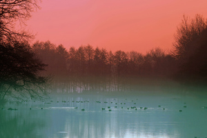 Fog Lake Duck Evening 4k