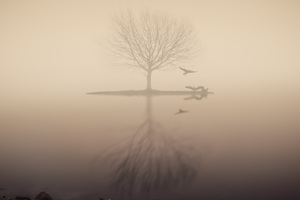 Fog Lake Silhouette Tree Birds