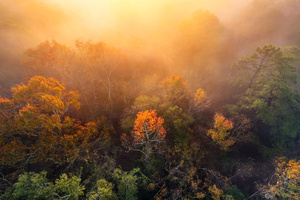 Foggy Morning Houston Trees (3840x2160) Resolution Wallpaper