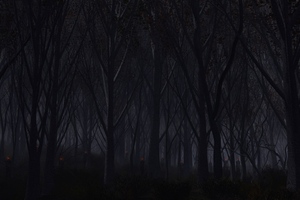 Forest Dark (1600x900) Resolution Wallpaper