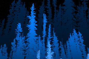 Forest Long Blue Trees 4k Wallpaper