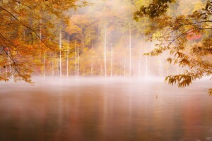 Forest Nature Photography Wallpaper