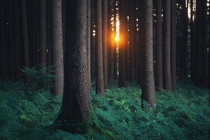 Forest Photography Wallpaper