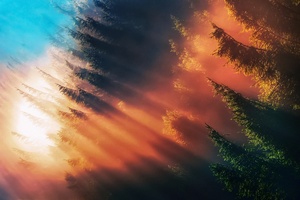 Forest Sunbeam Fog Wallpaper