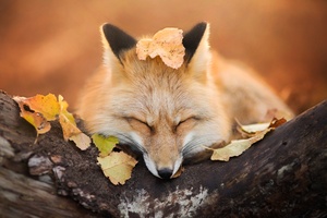 Fox Close Eyes
