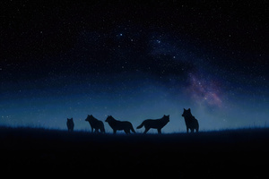 Fox Under Starry Veil (2560x1024) Resolution Wallpaper