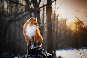 Fox Winter Morning