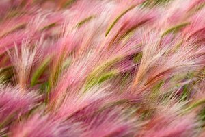 Foxtail Barley (2560x1600) Resolution Wallpaper