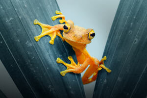 Frog Closeup (1440x900) Resolution Wallpaper