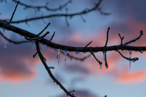 Frozen Ice Melting On Tree Branch 8k