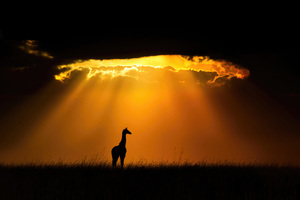 Giraffe In Masai Mara National Reserve Wallpaper