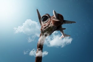 Giraffe Passing Plane