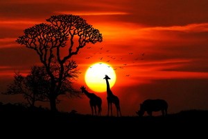 Giraffe Rhino Sunset Red Sky Tree Forest Nature 4k